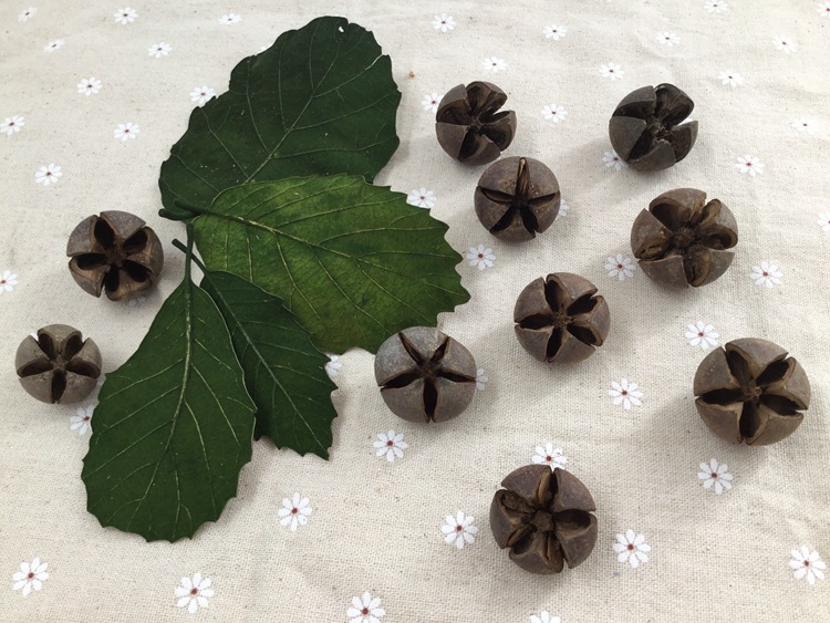 十字果开口笑开心果diy手工材料饰品 花礼盒装饰配材十字果