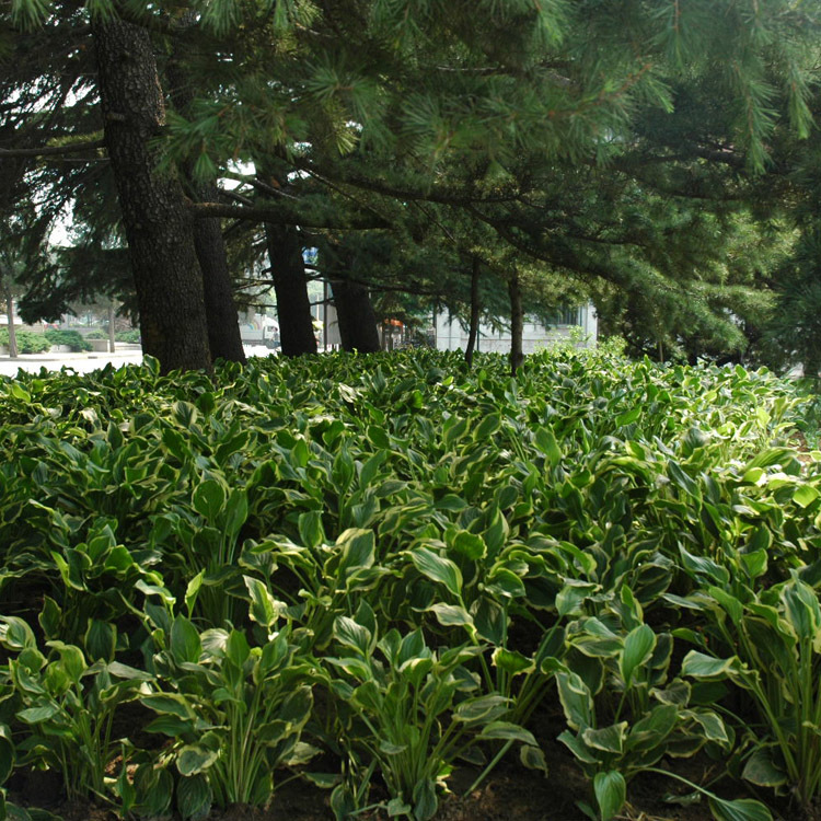 批发玉簪苗 金边玉簪 观叶植物庭院绿化青叶玉簪花金边玉簪花苗