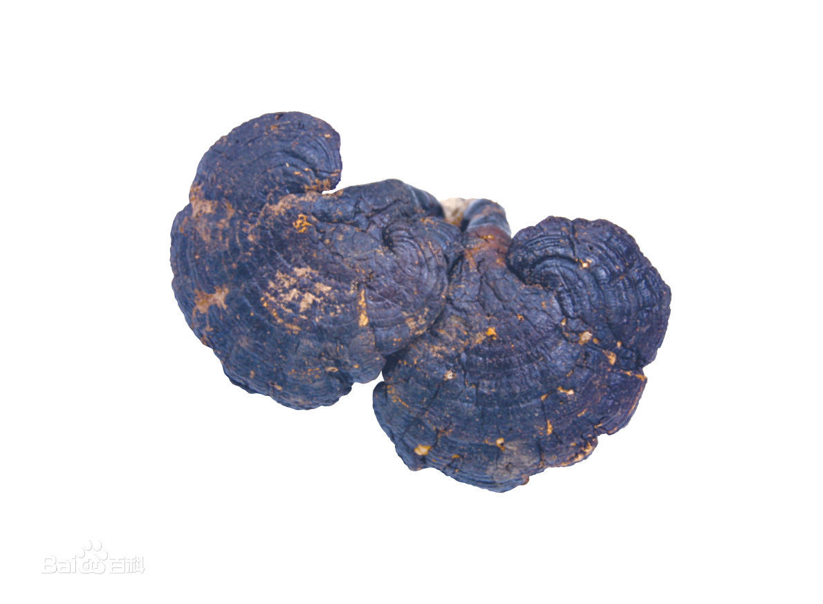 紫芝木芝紫灵芝黑芝只有10公斤的紫芝