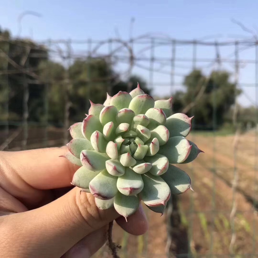 多肉植物基地露养多肉玫瑰 紫蝴蝶4公分左右裸根状态品相美