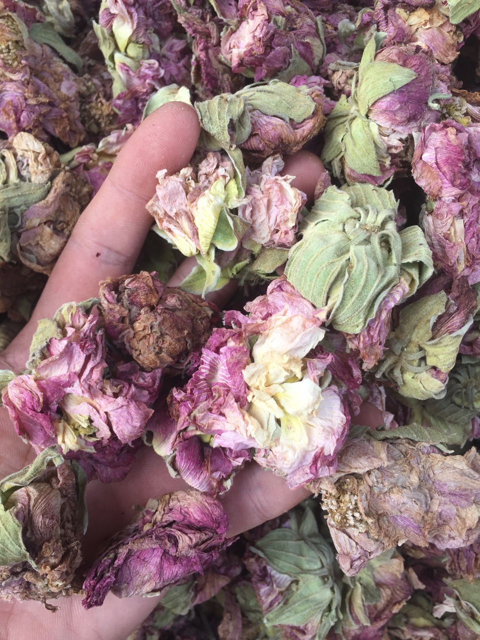 药材批发芙蓉花木芙蓉花地芙蓉干芙蓉花量大从优