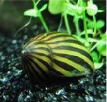 斑马螺 宠物螺  观赏螺 工具螺 除藻螺 汽水螺超强除藻宠物不繁殖