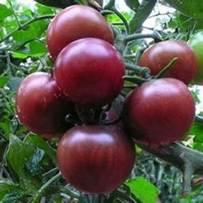 紫玉樱桃水果番茄 紫色蔬菜种子紫西红柿种子好种植糖度高 1g