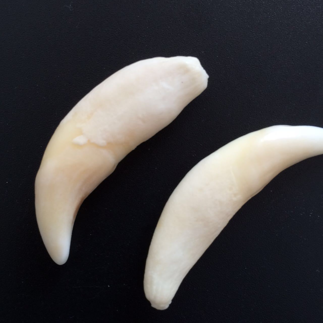 大号狼牙男士项链吊坠骨质真狼牙饰品情侣饰品对牙款