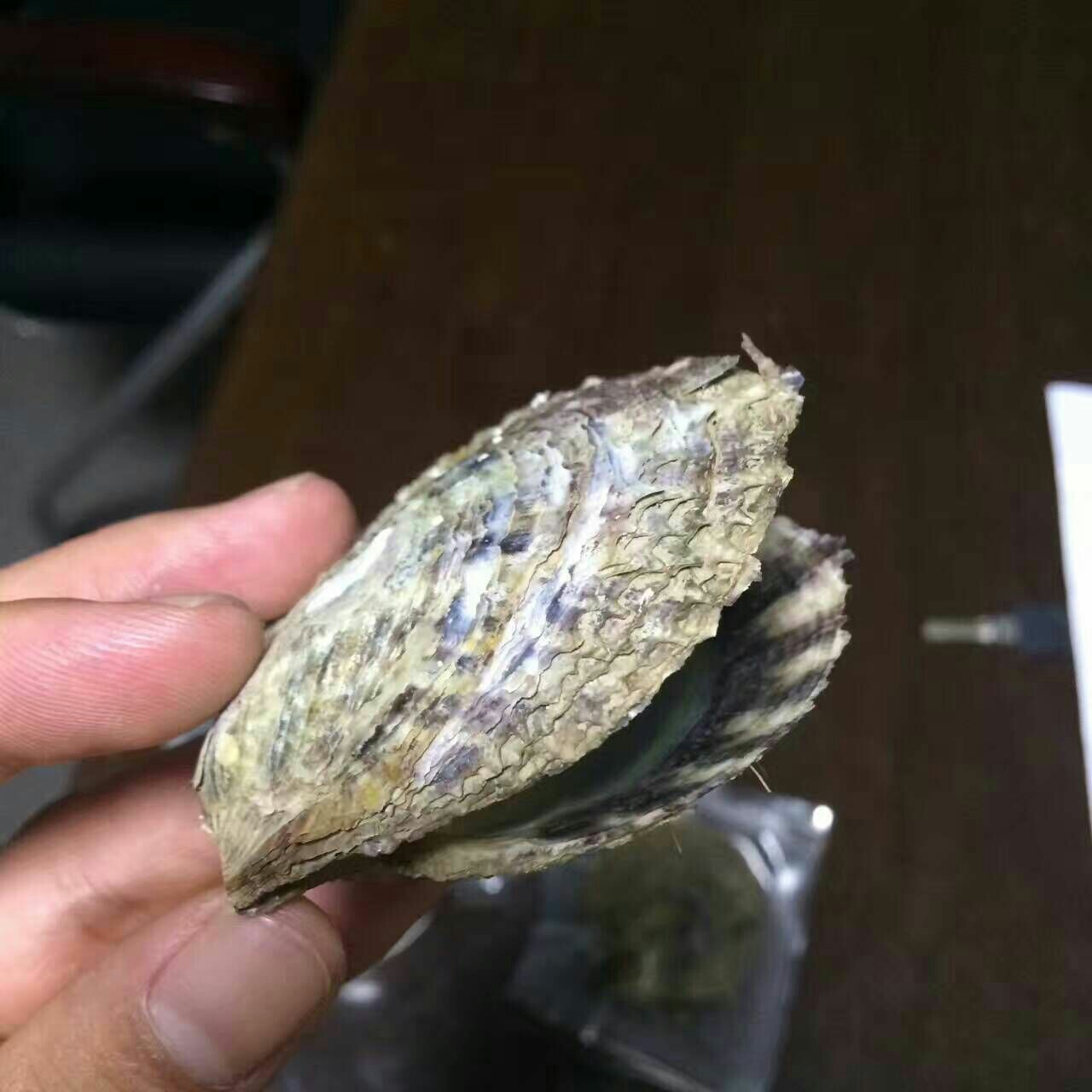 马氏贝海水贝马氏珍珠贝壳 诸暨山下湖厂家直销-阿里巴巴