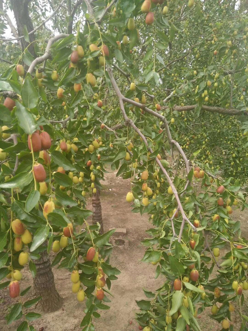 沧州金丝小枣鲜枣脆枣新鲜采摘