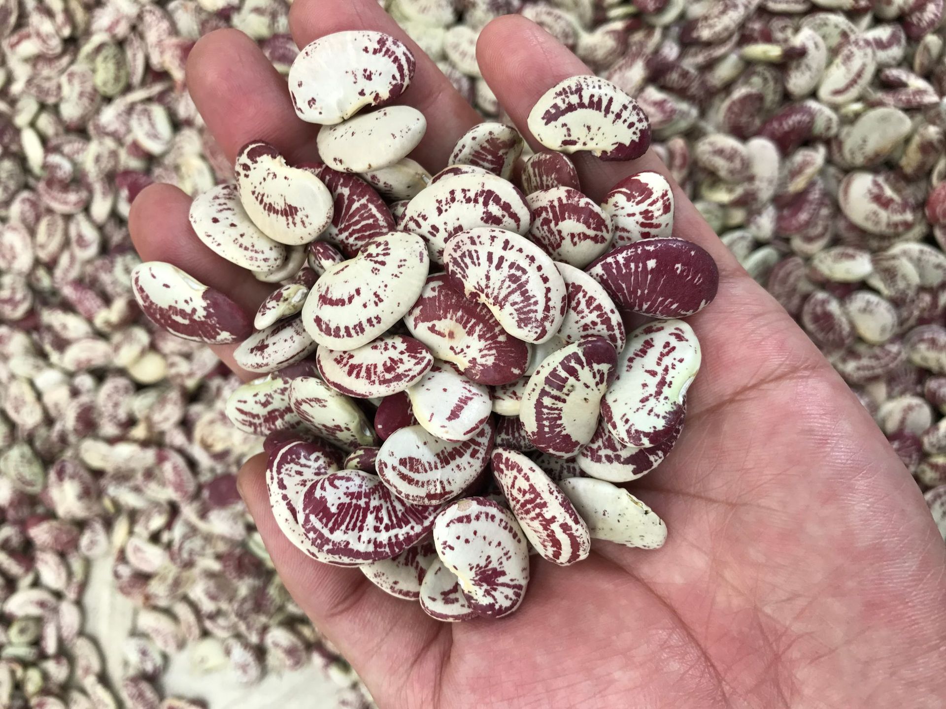 天然精选荷包豆 大粒扁型斑马豆 八宝粥豆浆原料肾豆自产五谷杂粮