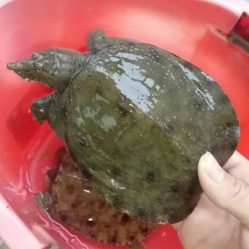 安徽大别山鑫鑫甲鱼 300g外塘中华鳖 生态养殖小甲鱼苗 农家养殖