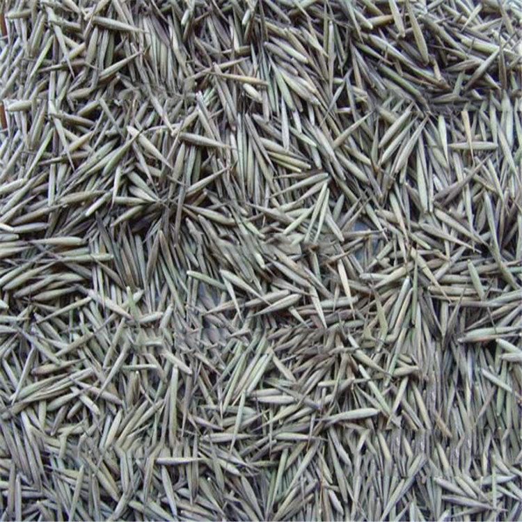 批发大型毛竹种子青竹苗楠竹刚竹四季竹子雷竹食用竹笋量大从优