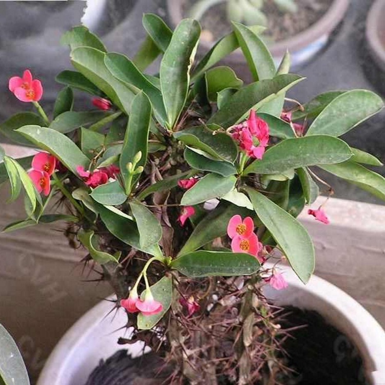 刺蓬花粉铁海棠浸膏粉刺蓬花浓缩粉