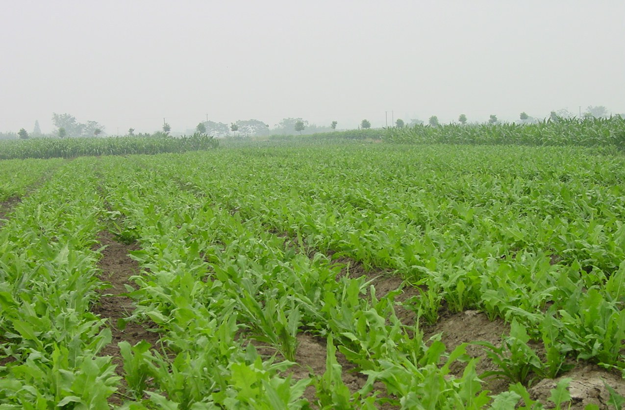 厂家直销优质牧草苦荬菜种养殖良草品种齐全量大优惠可以货到付