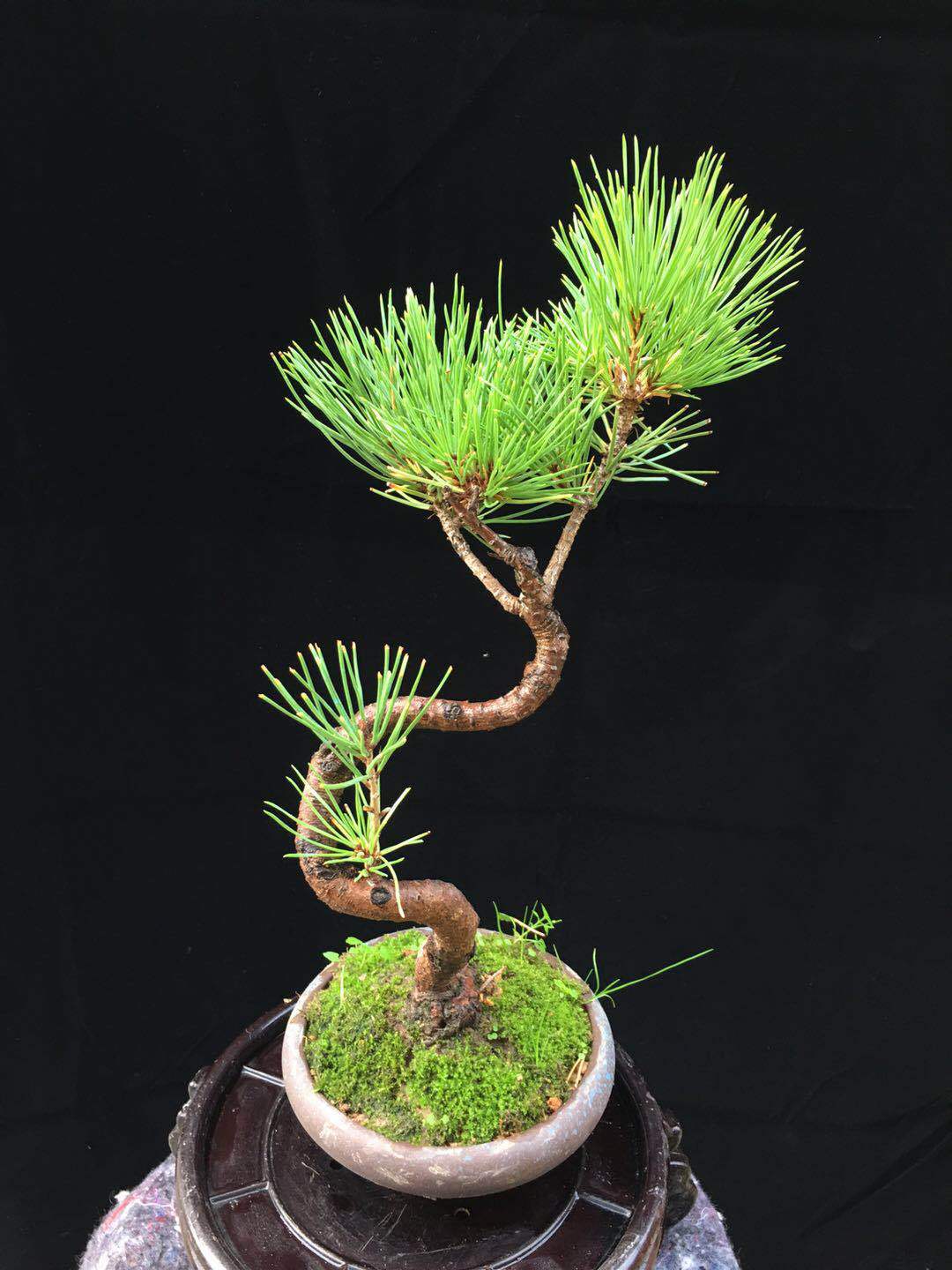 特价黑松盆景 掌上盆景花卉 造型松树 室内小盆景 微型盆景