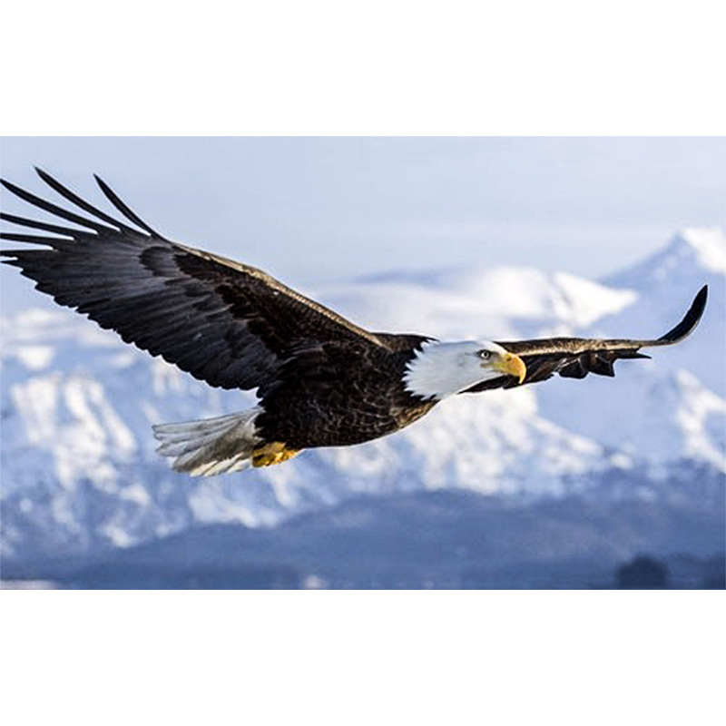 钻石画diy雄鹰 尖顶圆满钻绣 客厅装饰 新款图片厂家外贸定做