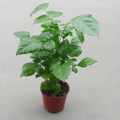 【基地直销】观叶植物小盆栽 净化空气室内花卉盆景(110)绿宝