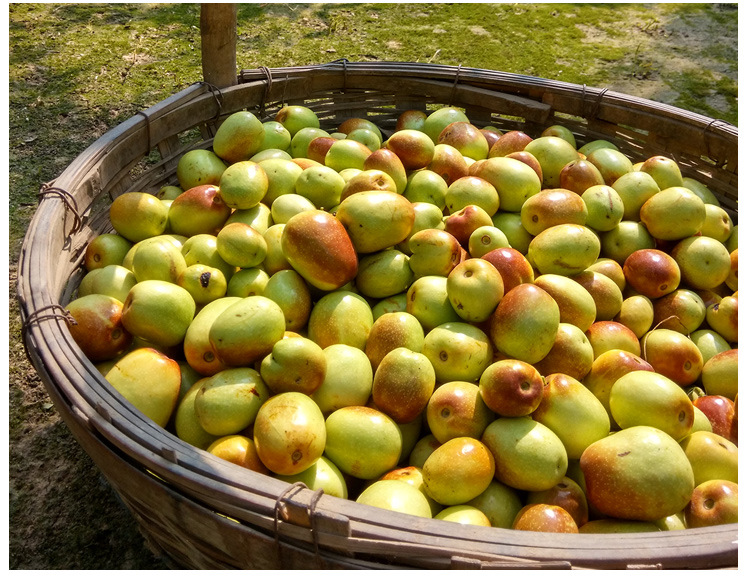 厂家直销金丝无核干蜜枣 沧州特产去核干蜜枣 蜜饯零食金丝枣