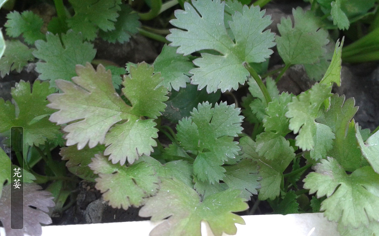 云南特产新鲜大香菜 大芫荽 胡荽 大货批发 餐厅酒店