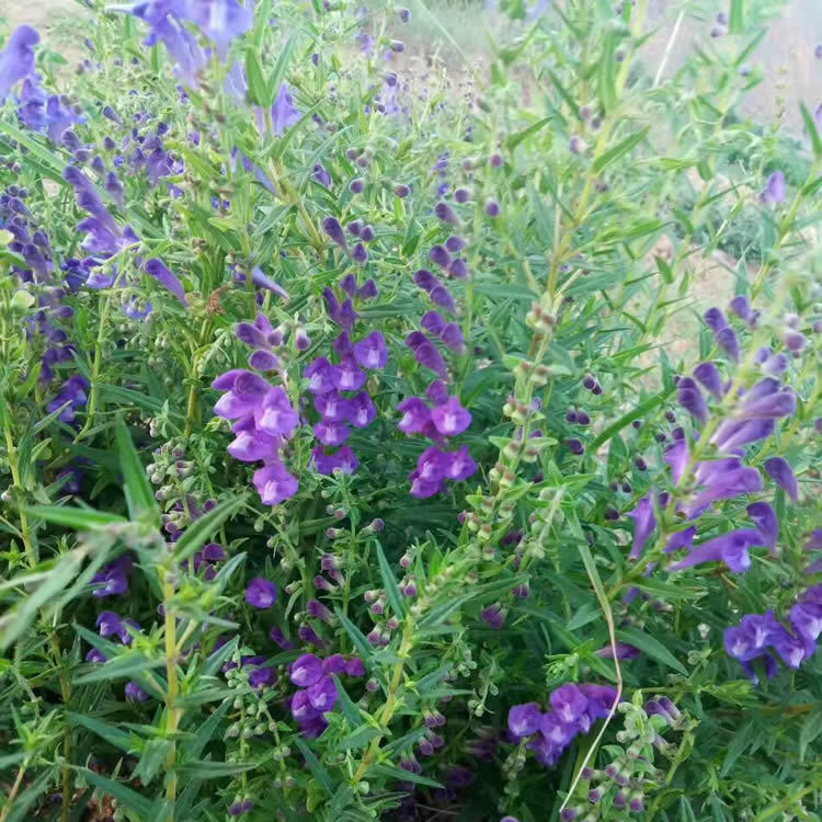 供应批发中药材种苗黄芩苗黄芩种植基地直发