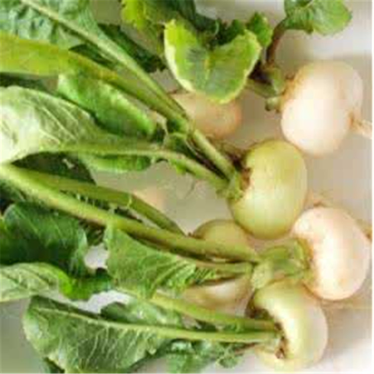 蔓菁 【产品来源】为十字花科芸薹属的草本植物芜菁的根 【产品规格】