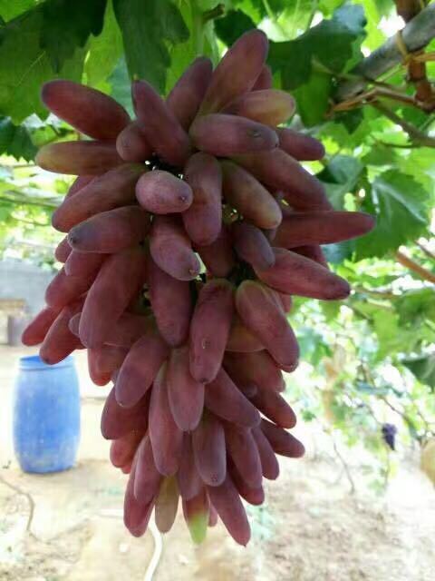 山东葡萄苗基地供应玲珑指嫁接葡萄苗纯度高0.5以上