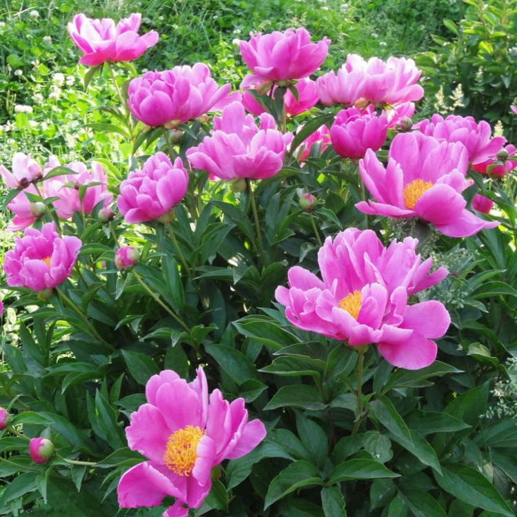 赤芍粉 赤芍浓缩粉 赤芍浸膏粉_西安__植物提取物-食品商务网