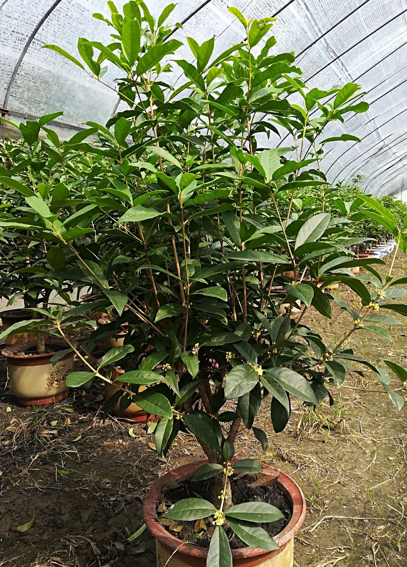 供应200天开花日香桂 盆栽桂花和绿化桂花