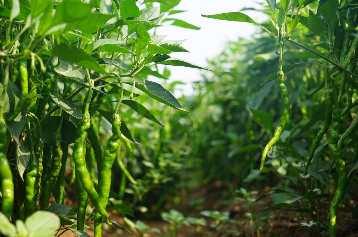 德有邻辣椒种植基地|一分耕耘,一分收获