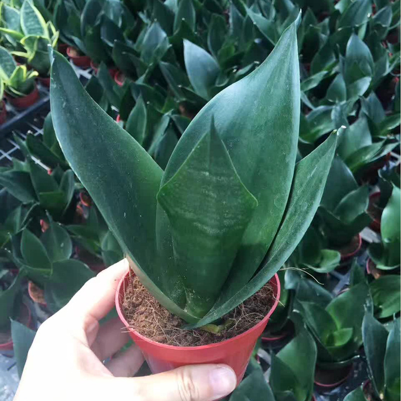 【基地直供】吸甲醛盆栽 观赏花卉 室内植物 虎皮兰 90#黑钻