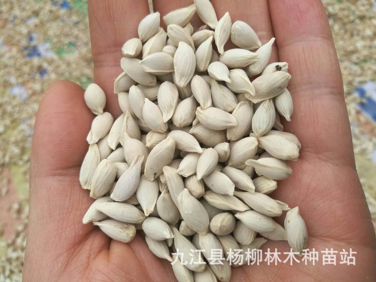 柠檬种子 柠檬籽 果树种子批发 枸橘籽 枳壳子 香橙