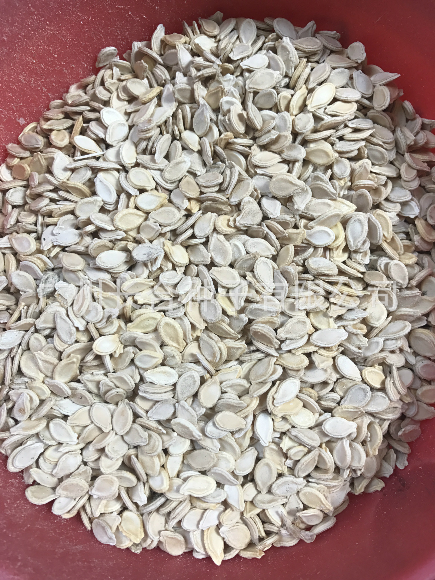 厂家直供 蔬菜种子批发 长合七星节瓜种 早熟适应性广 高产抗病