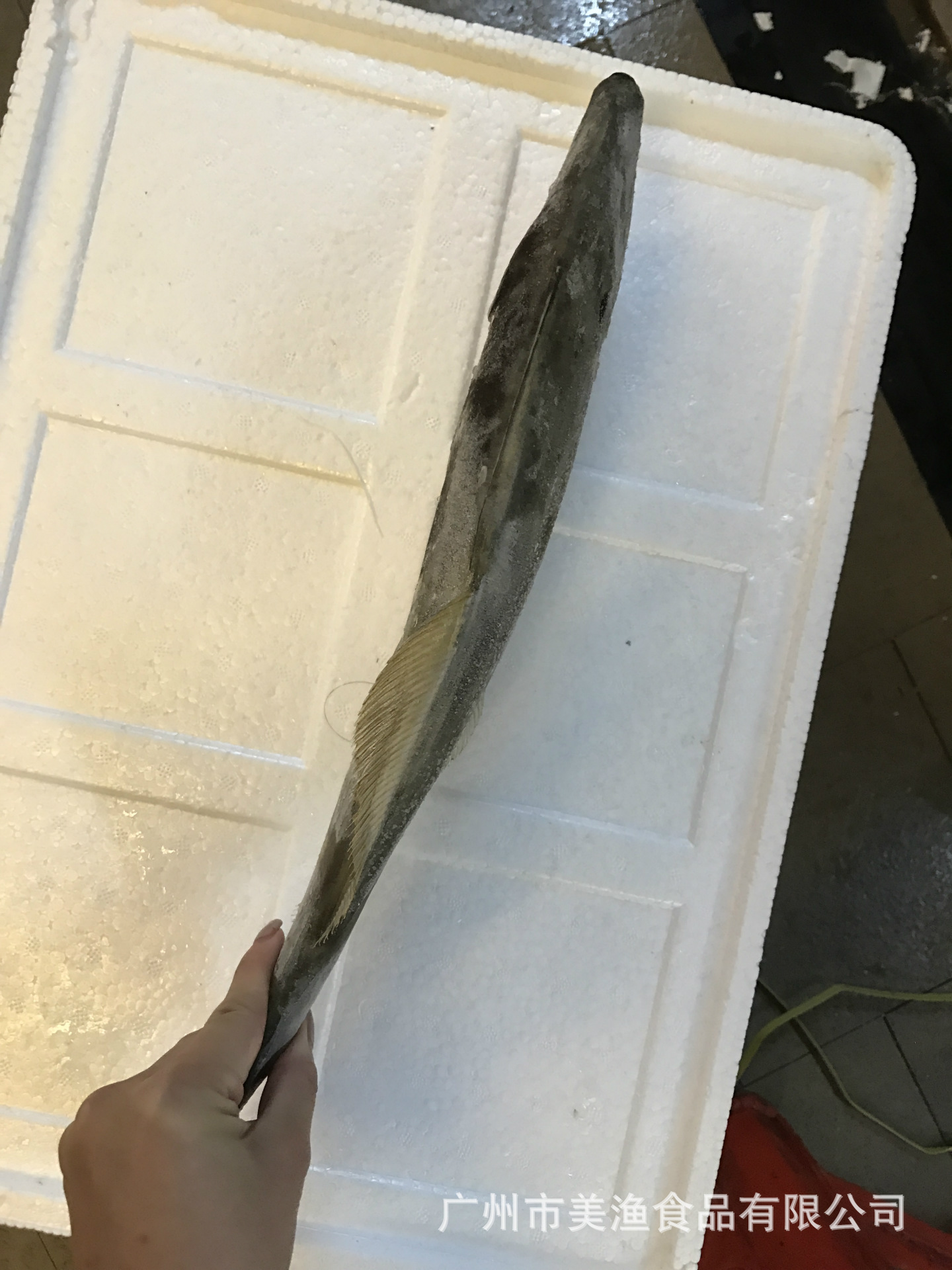 冷冻单冻马面鲀 扒皮狼 剥皮鱼 面包鱼耗儿鱼 剥皮牛700-1000g/条