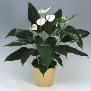 室内盆栽 水培花卉 办公室绿植 白掌 一帆风顺 净化空气