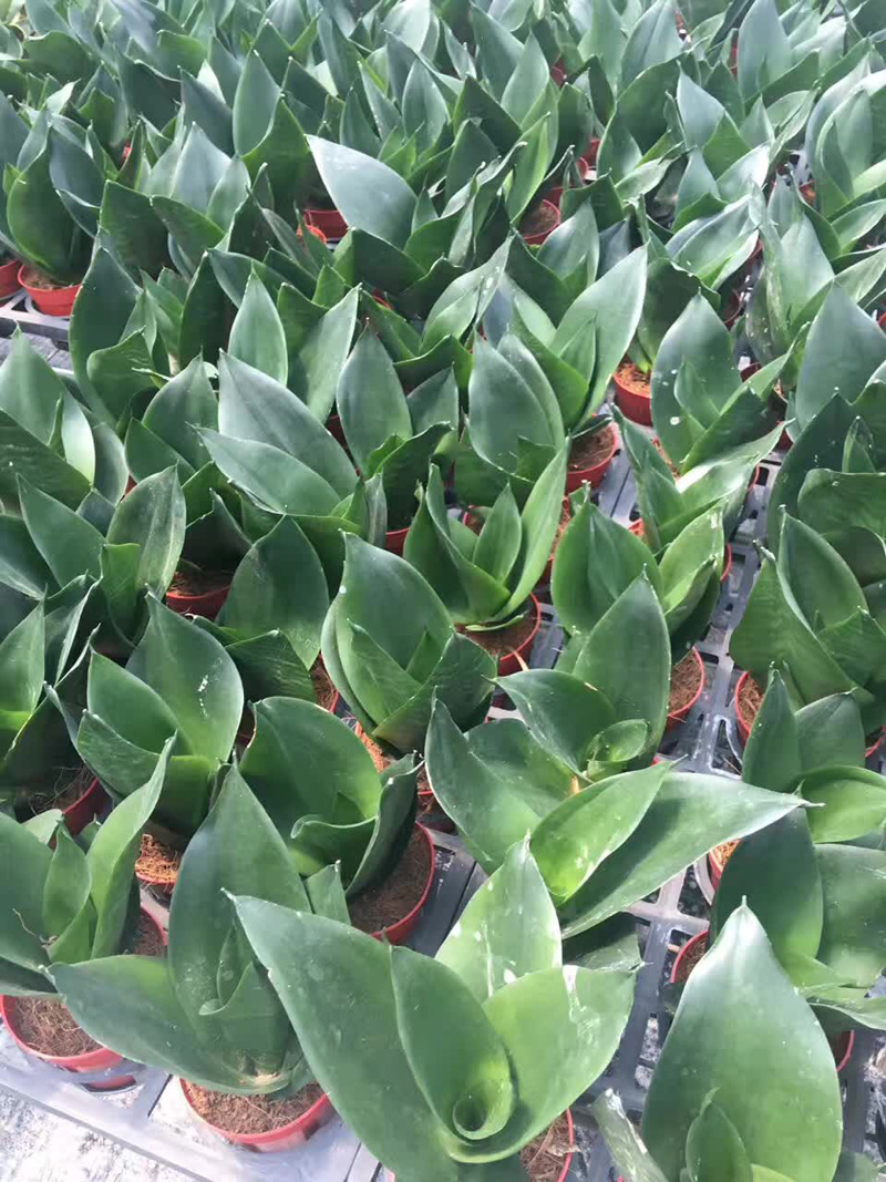 【基地直供】吸甲醛盆栽 观赏花卉 室内植物 虎皮兰 90#黑钻