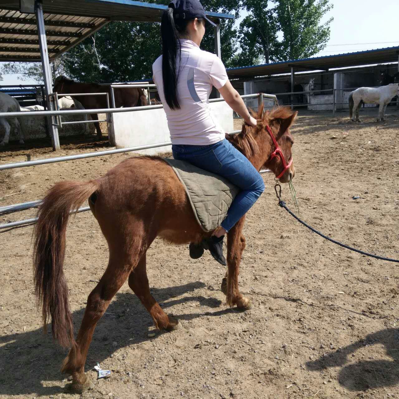 广西德保矮马活体 设特兰矮马繁育基地 广西矮马养殖技术