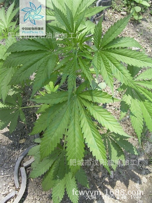 青麻 宽皮黄麻 细皮 嵌缝麻