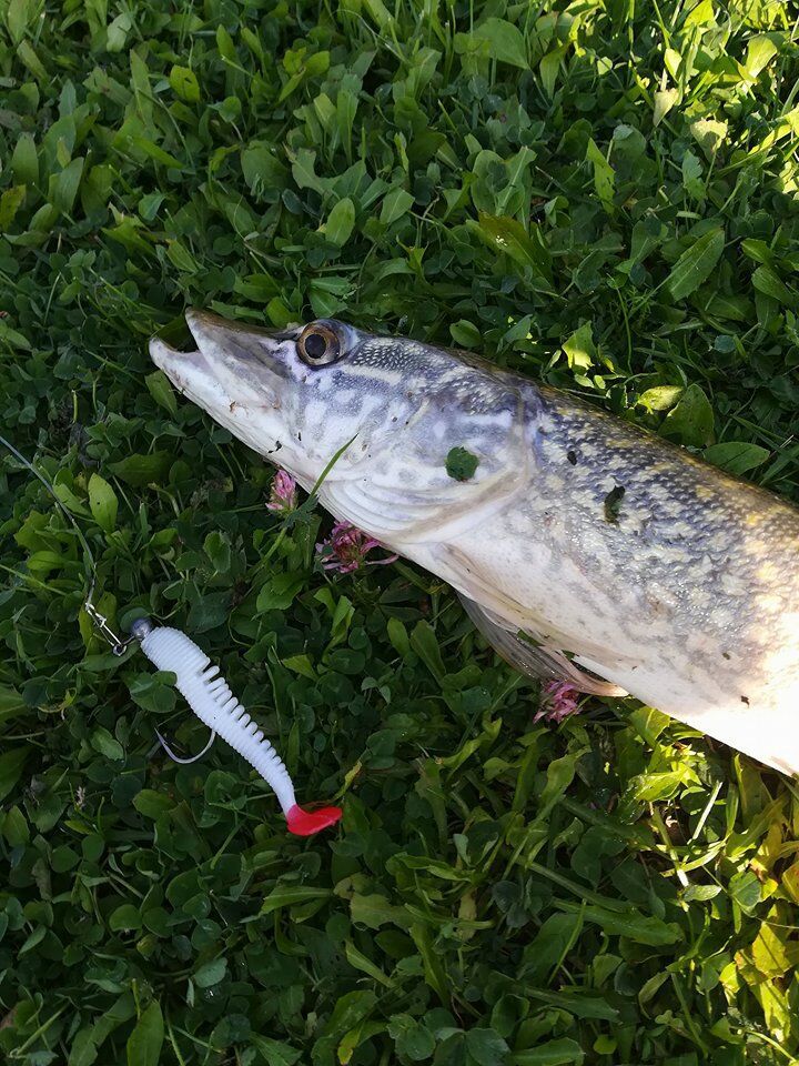 跨境新款 双色t尾软饵8cm2.4g路亚软饵路亚软鱼 假饵 散装单只价