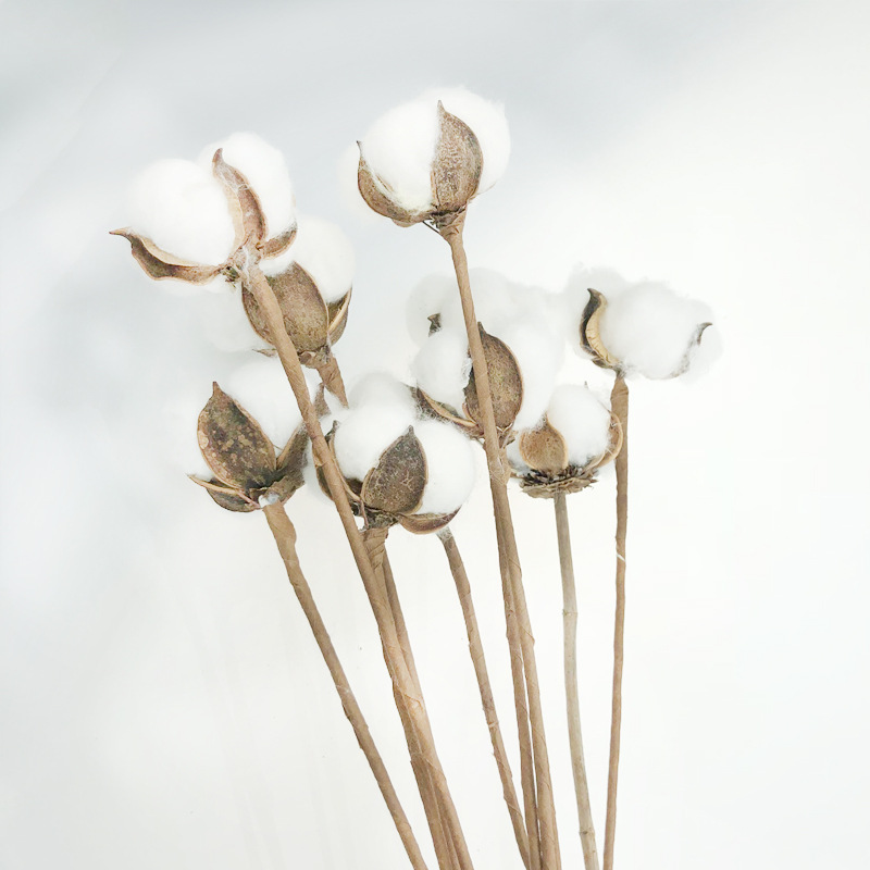 棉花干花花束彩色单支天然永生花礼物家居婚庆装饰拍摄道具木棉花