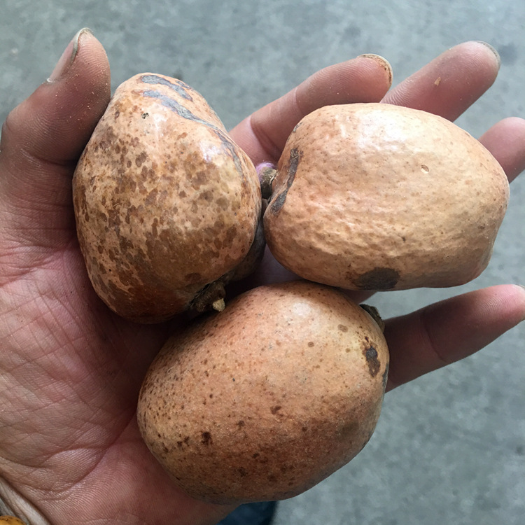 艺然文玩释迦佛心果菩提黄皮中小果一斤10颗左右吊坠项链火地摊货