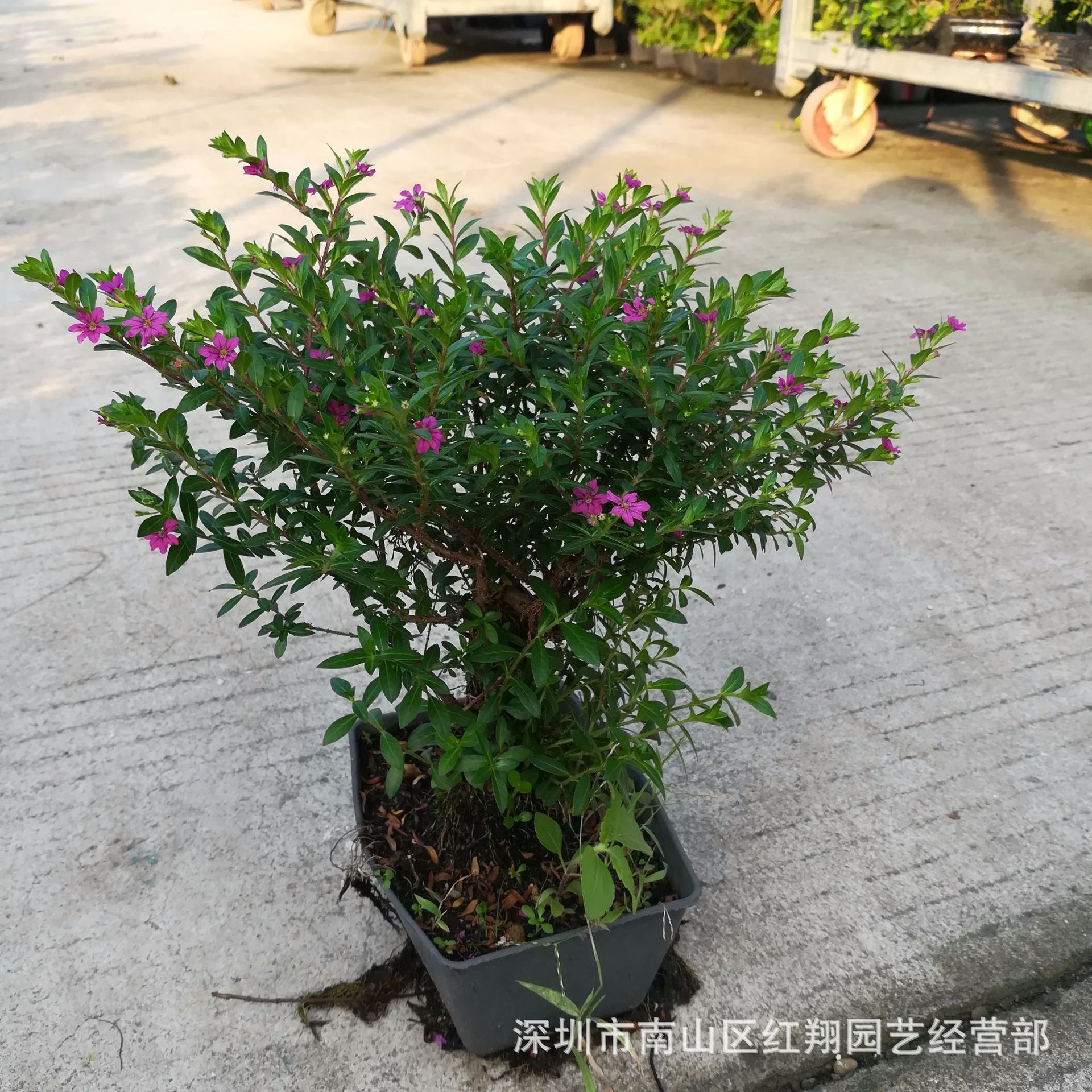 造型树满天星 广州花卉盆栽基地直供室外盆景植物日本红花满天星