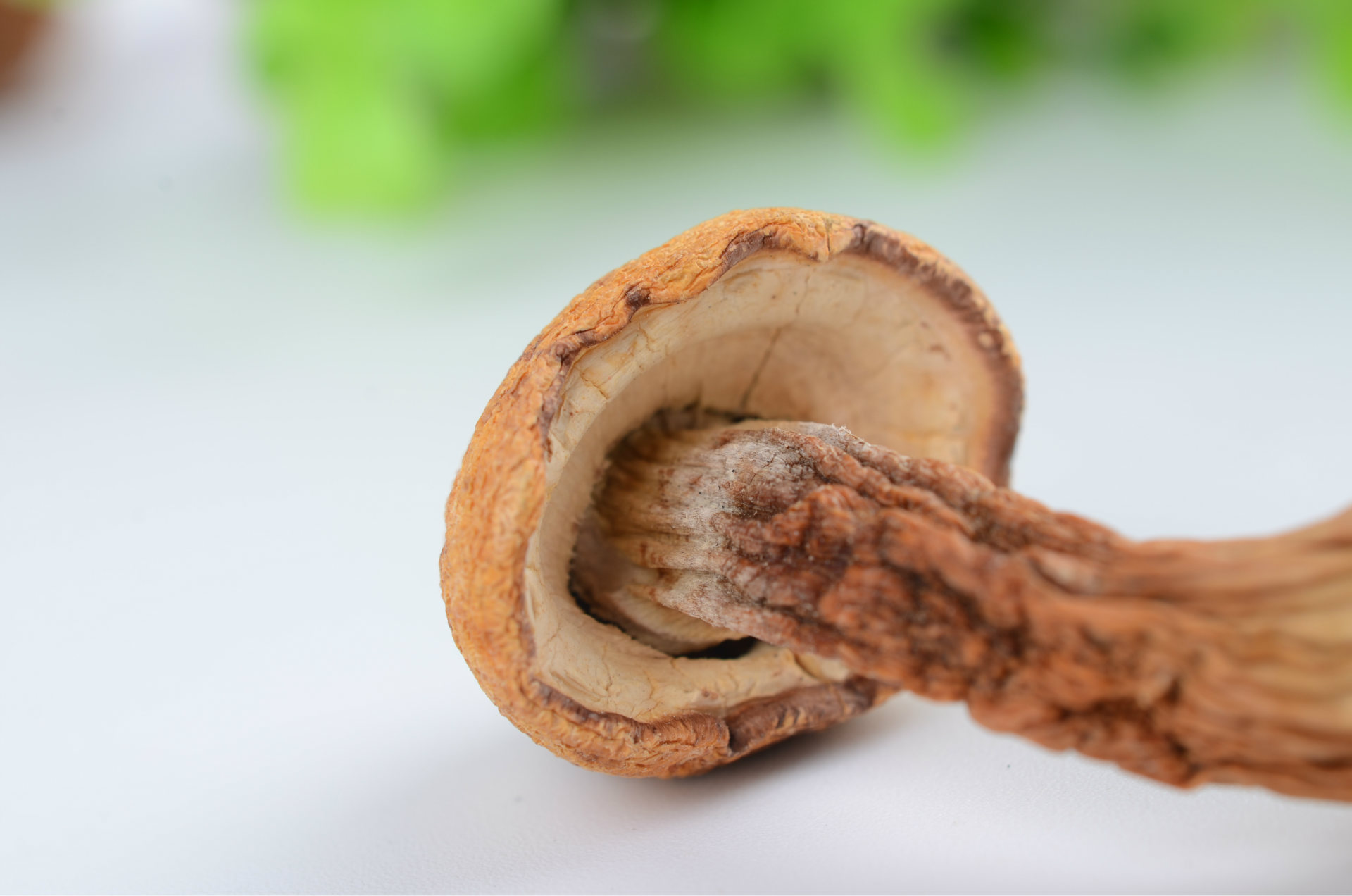 供应 特产正宗姬松茸菌 菌柄脆干货干姬松茸散装批发