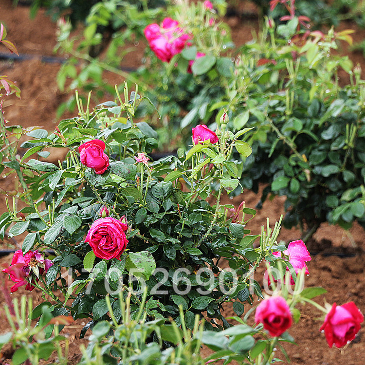 批发平阴丰花一号食用玫瑰种苗--分枝多--种苗壮