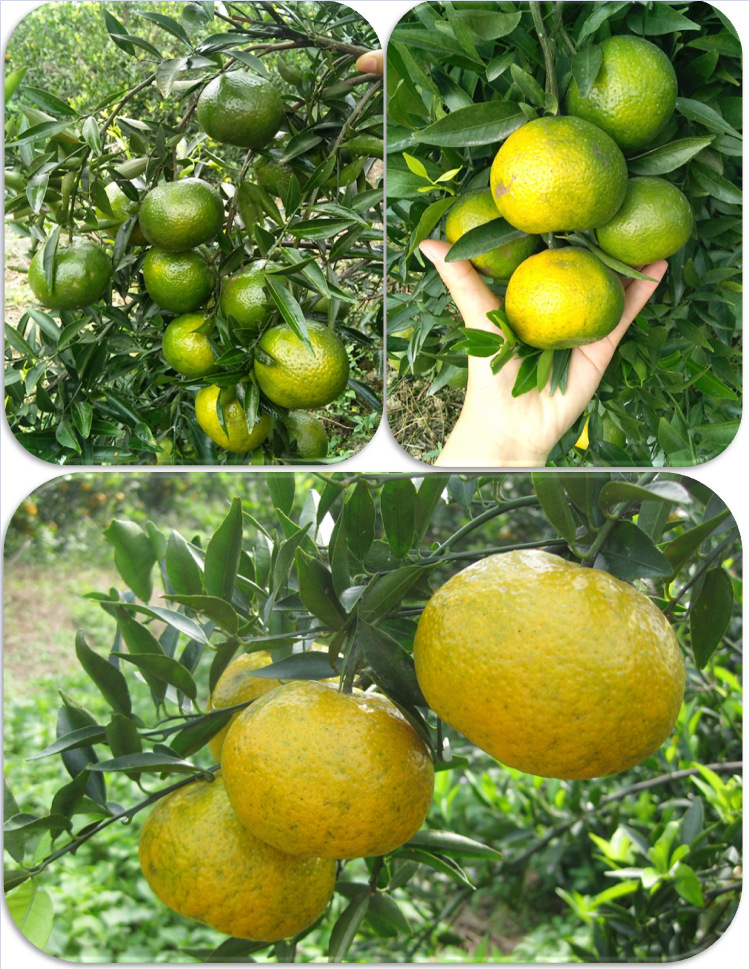 一级新会茶枝柑新会陈皮原果实大红柑陈皮柑