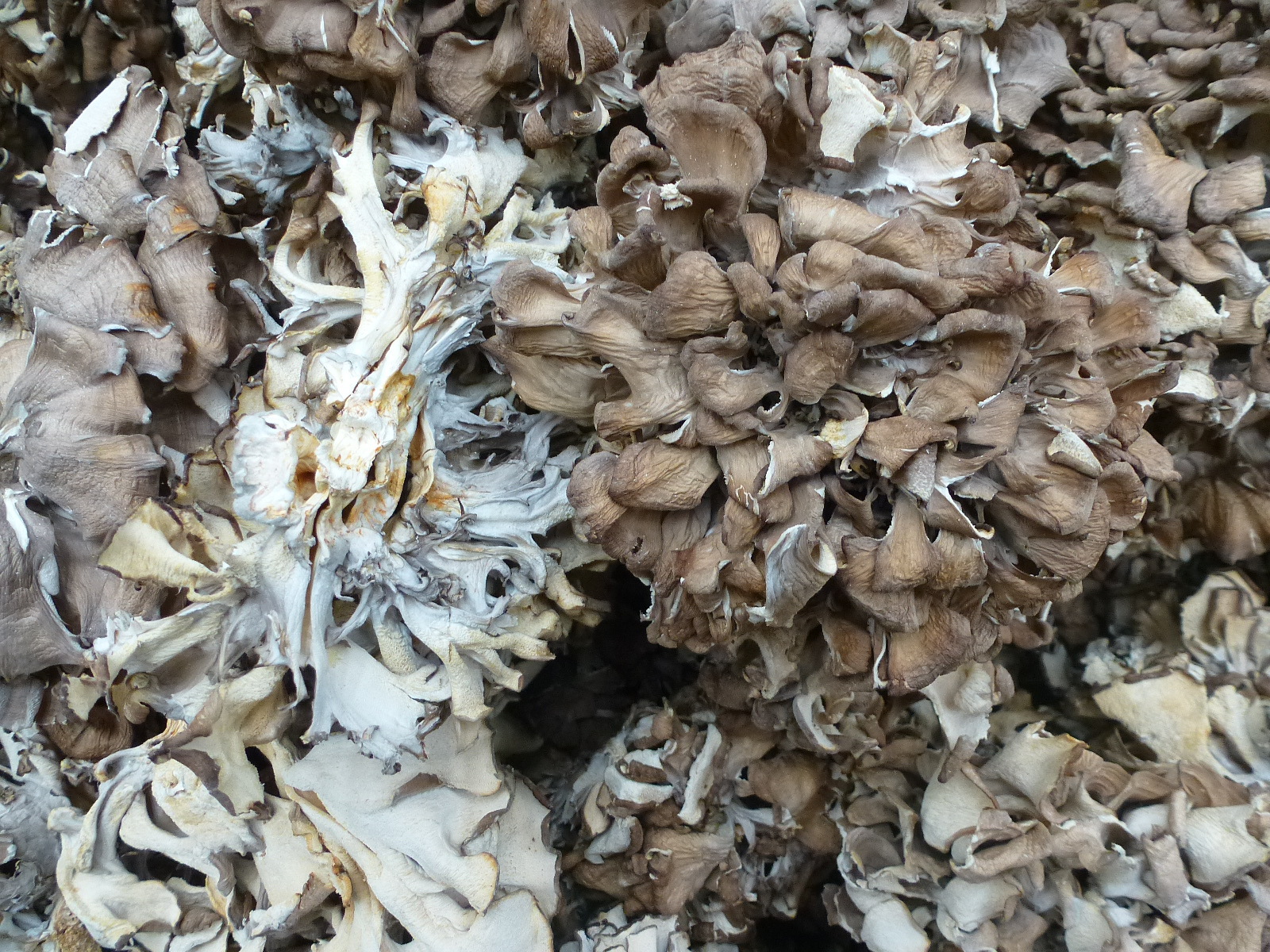 【裕菌隆】 灰树花 舞茸 中小朵型 灰树花干品 无泥沙特级舞茸