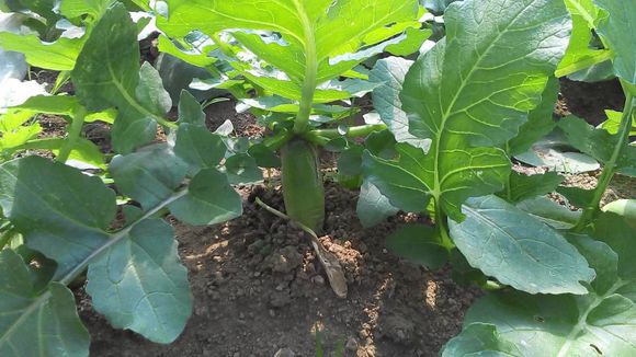 苹果味水果型大青萝卜种子蔬菜种子不易糠心水果萝卜青萝卜10克袋