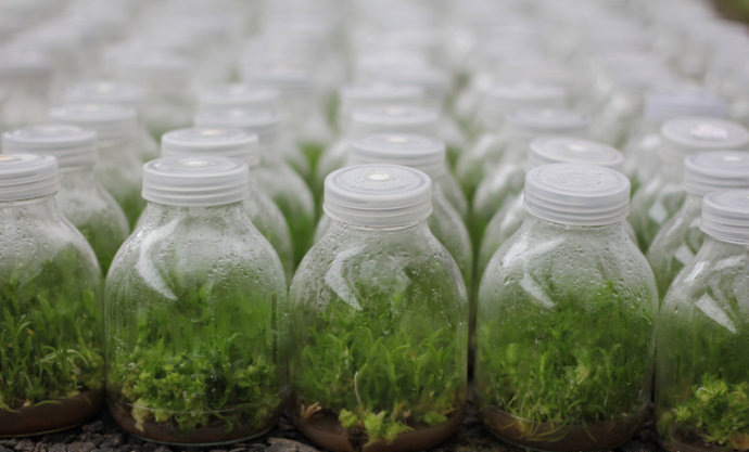 创承品牌 高分子透气膜 防水透气膜 ip67 组培透气膜 隔水透声膜