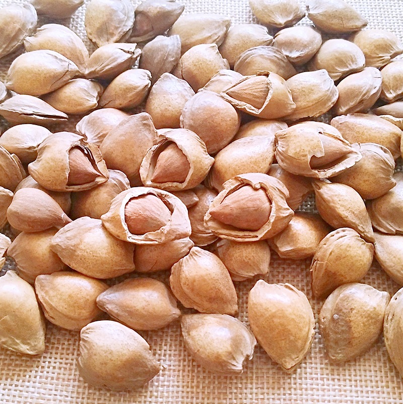 供应休闲食品开口小银杏核