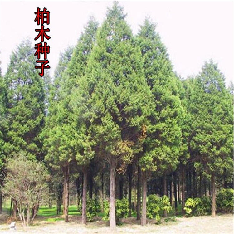 牙柏木,牙柏木手串,牙柏手串_大山谷图库