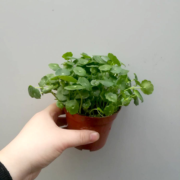 【基地直供】批发铜钱草(90)小盆栽室内观叶植物 绿色花卉植