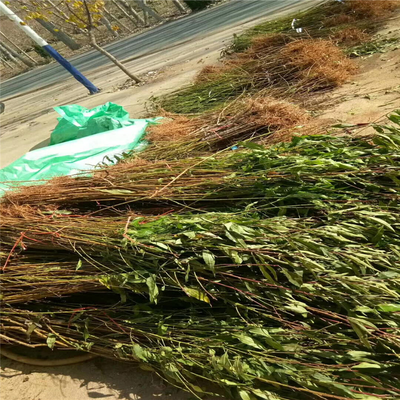 供应冬桃苗冬桃树苗嫁接桃树苗晚熟品种优质丰产效益高