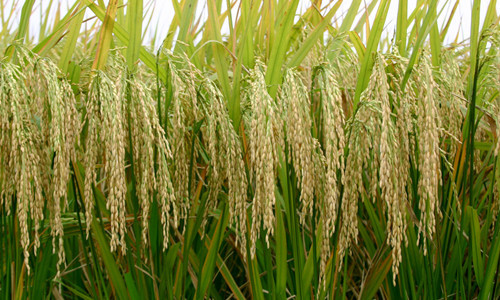 产量高,糯性强,大穗大粒的糯稻新品种——珍珠糯,长粒糯