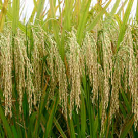 高产,大穗大粒中糯——珍珠糯,长粒糯米,珍珠糯稻,糯稻种子